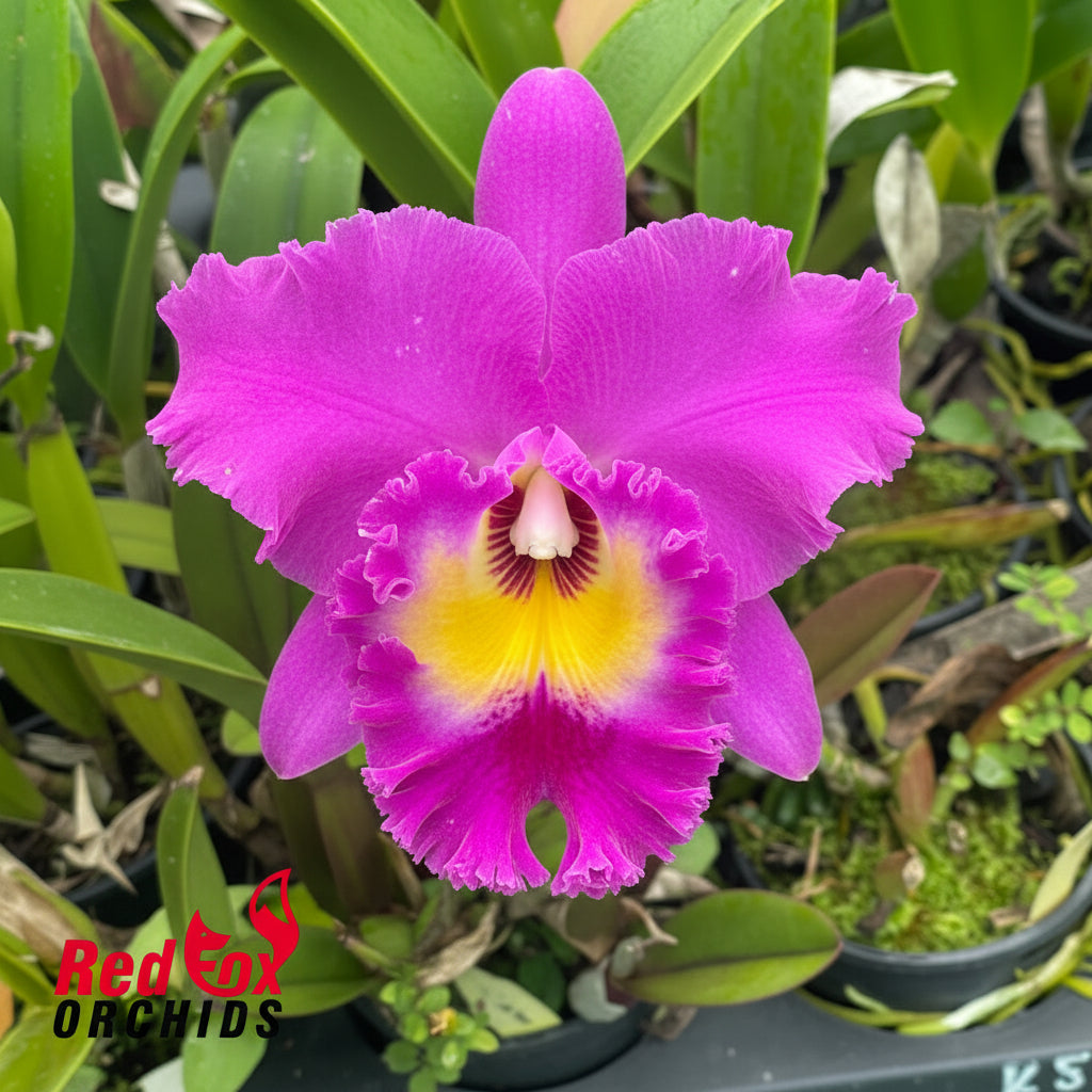 Rhyncholaeliocattleya Nan Chang Silk 'CT Olympic Torch'