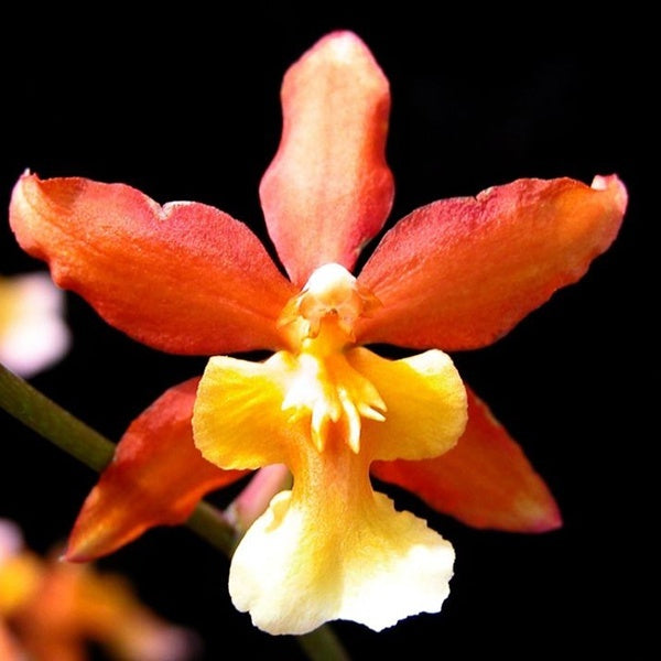 Wilsonara Gay Spice 'Electric Orange'