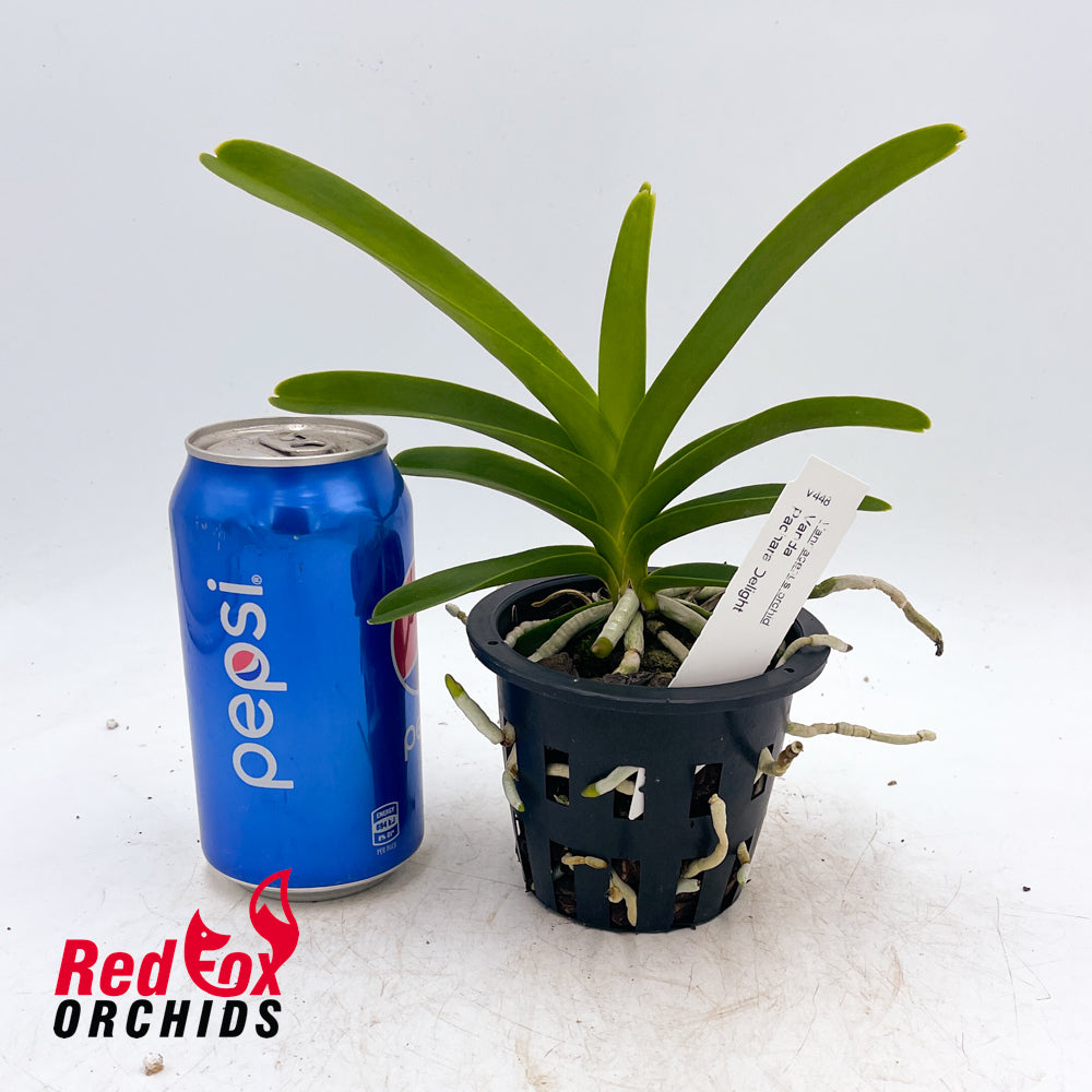 Vanda Pachara Delight