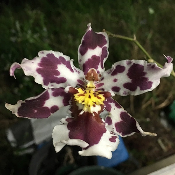 Wilsonara Ardent Lover 'Sauvignon'