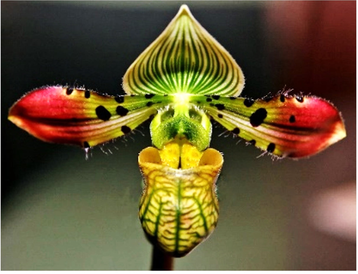 Paphiopedilum venustum