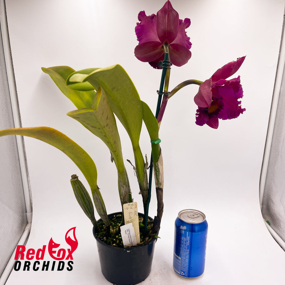 Rhyncholaeliocattleya Subprasert 'Red'