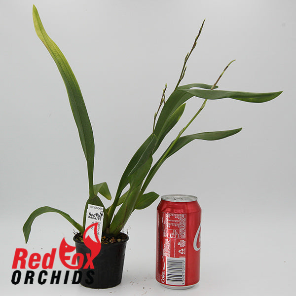 Odontocidium Rex's Luck 'Firefly'