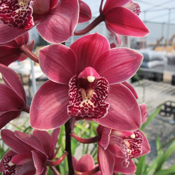 Cymbidium Doo Wop 'Ringwood'