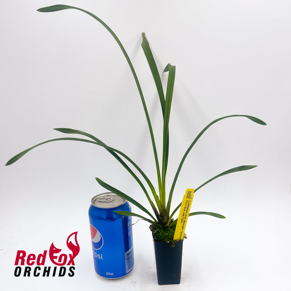 Cymbidium Kiwi Midnight 'Geyserland'