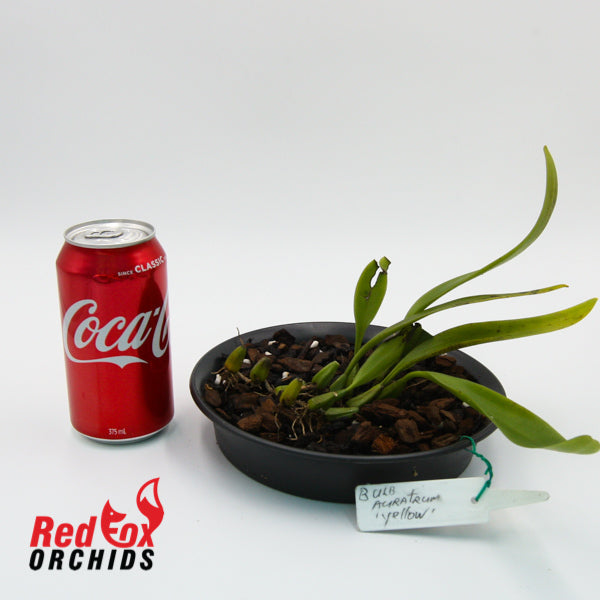 Bulbophyllum aureum 'Yellow'