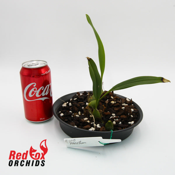 Bulbophyllum facetum