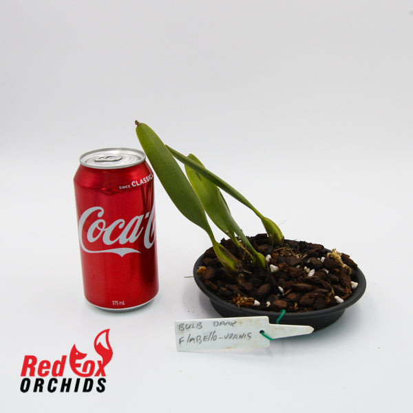 Bulbophyllum flabello-vernis Dark