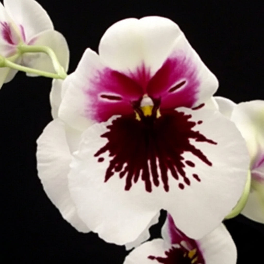 Miltoniopsis Robert Jackson 'Wild Thing'