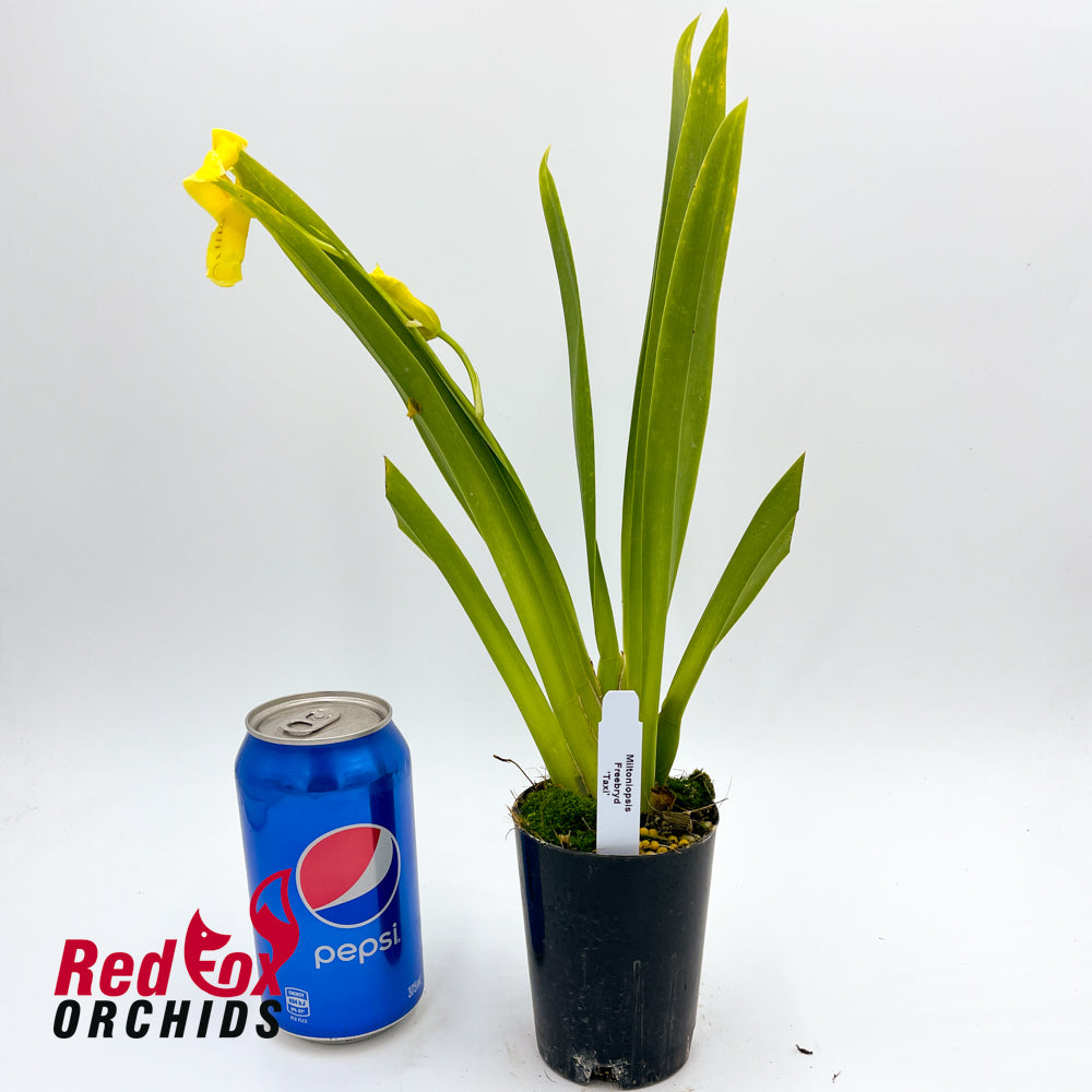 Miltoniopsis Freebryd 'Taxi'