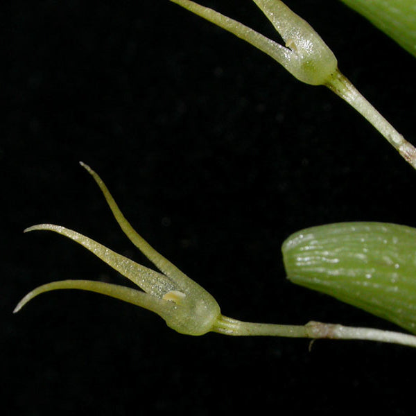 Bulbophyllum longirepens (Rare)