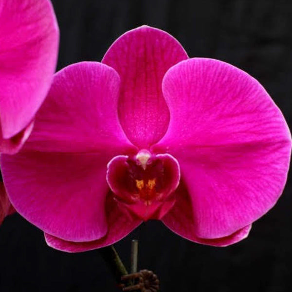 Phalaenopsis Big Chilli 'The Legend'