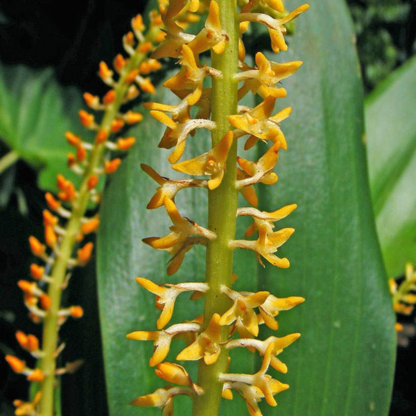 Bulbophyllum deceptum