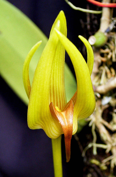 Bulbophyllum whitfordii