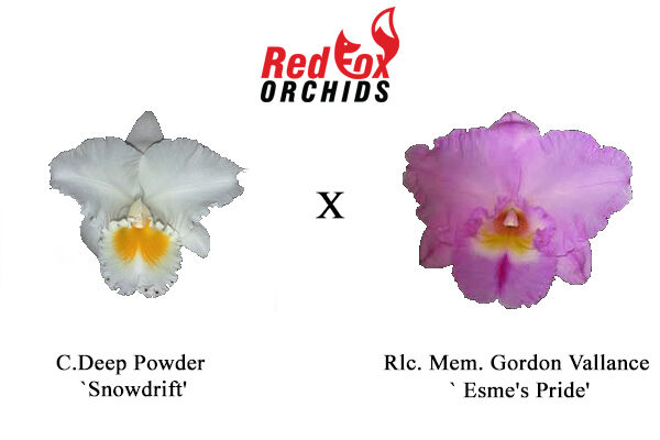Cattleya Deep Powder `Snowdrift' x Rlc. Mem. Gordon Vallance `Esme's Pride'