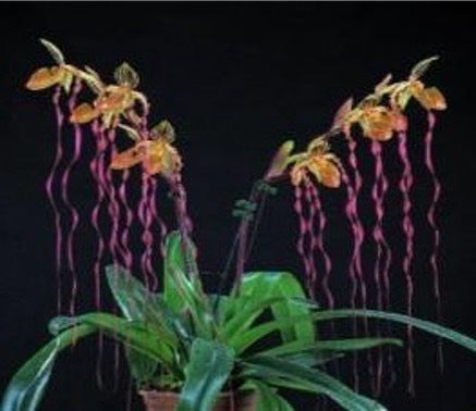 Paphiopedilum Michael Koopowitz