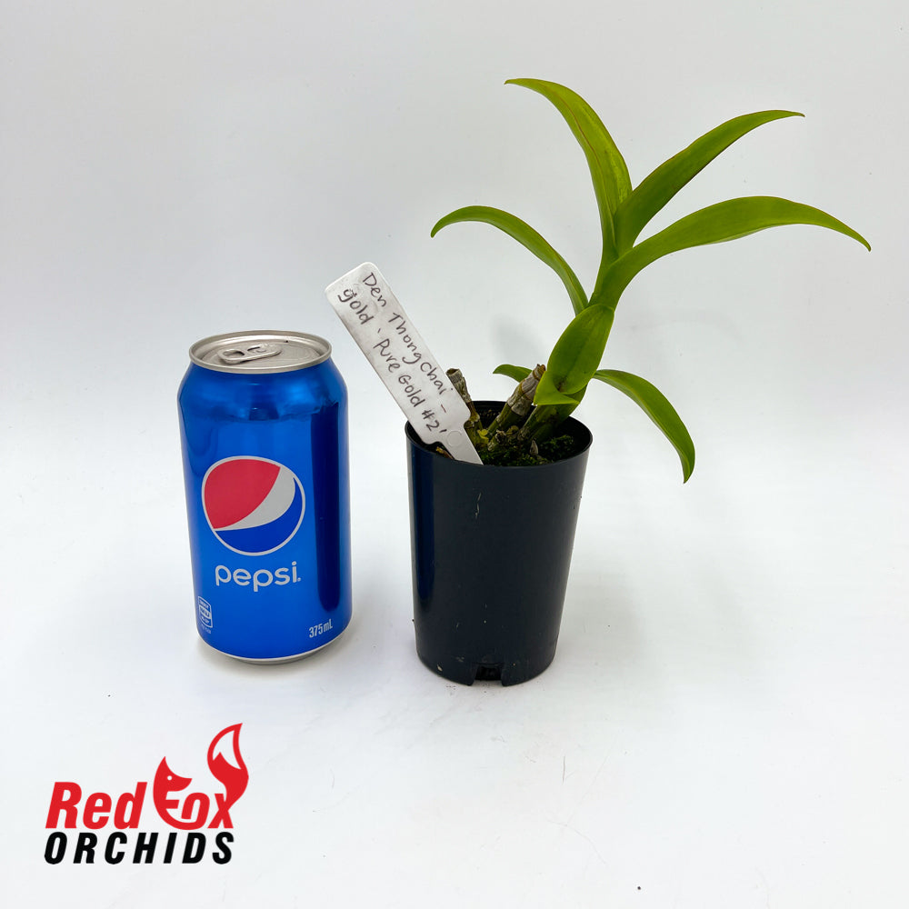 Dendrobium Thongchai Gold 'Pure Gold #2'
