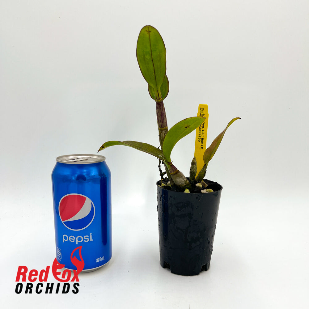 Dendrobium Red Bull 'LD'
