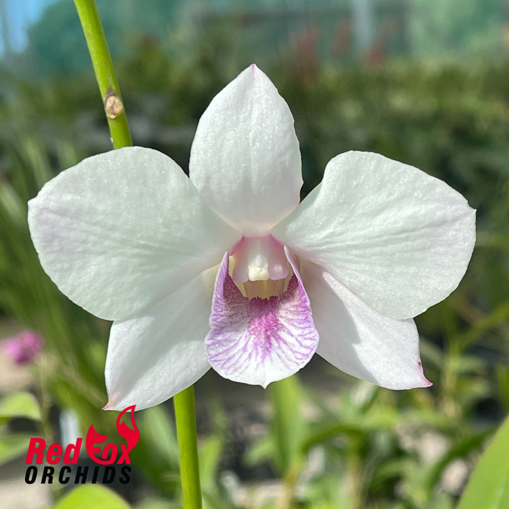 Dendrobium (Mu White x Burana White)