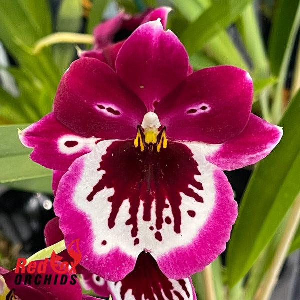 Miltoniopsis Lennart Karl Gottling 'Red Rim'