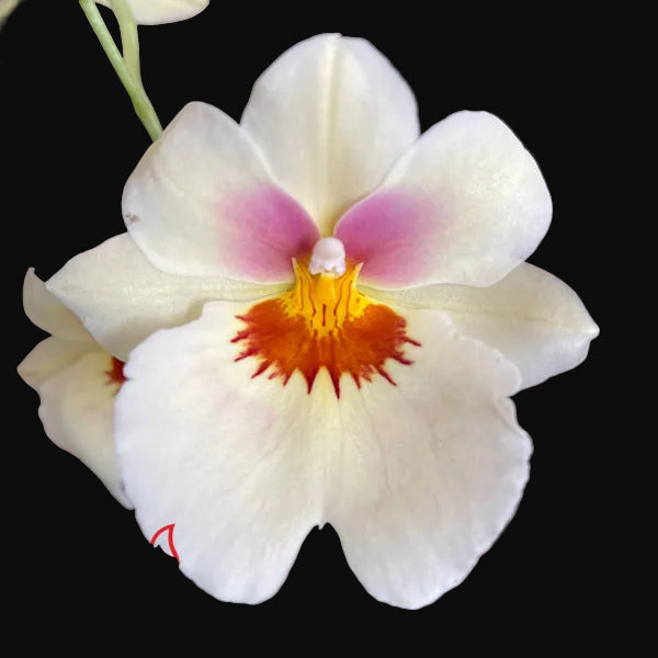 Miltoniopsis Arthur Cobbledick 'Springtime' flower