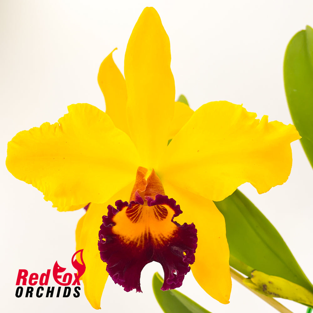 Brassolaeliocattleya Hsinying Yellowbird 'Sunburst'