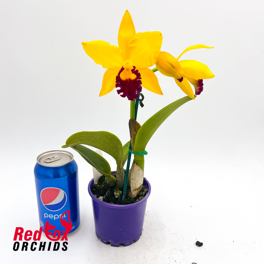 Potinara Hsinying Fancy Gold 'October Firework'