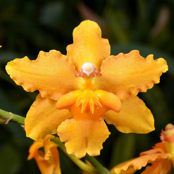 Burrageara Sunkissed 'Buttercup'