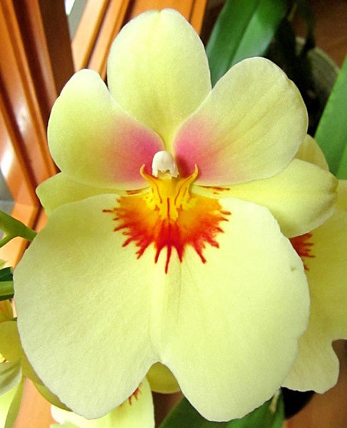 Miltoniopsis Andrea West 'HOF'