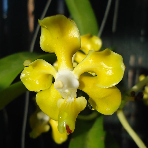 Vanda hindsii 'Yellow'