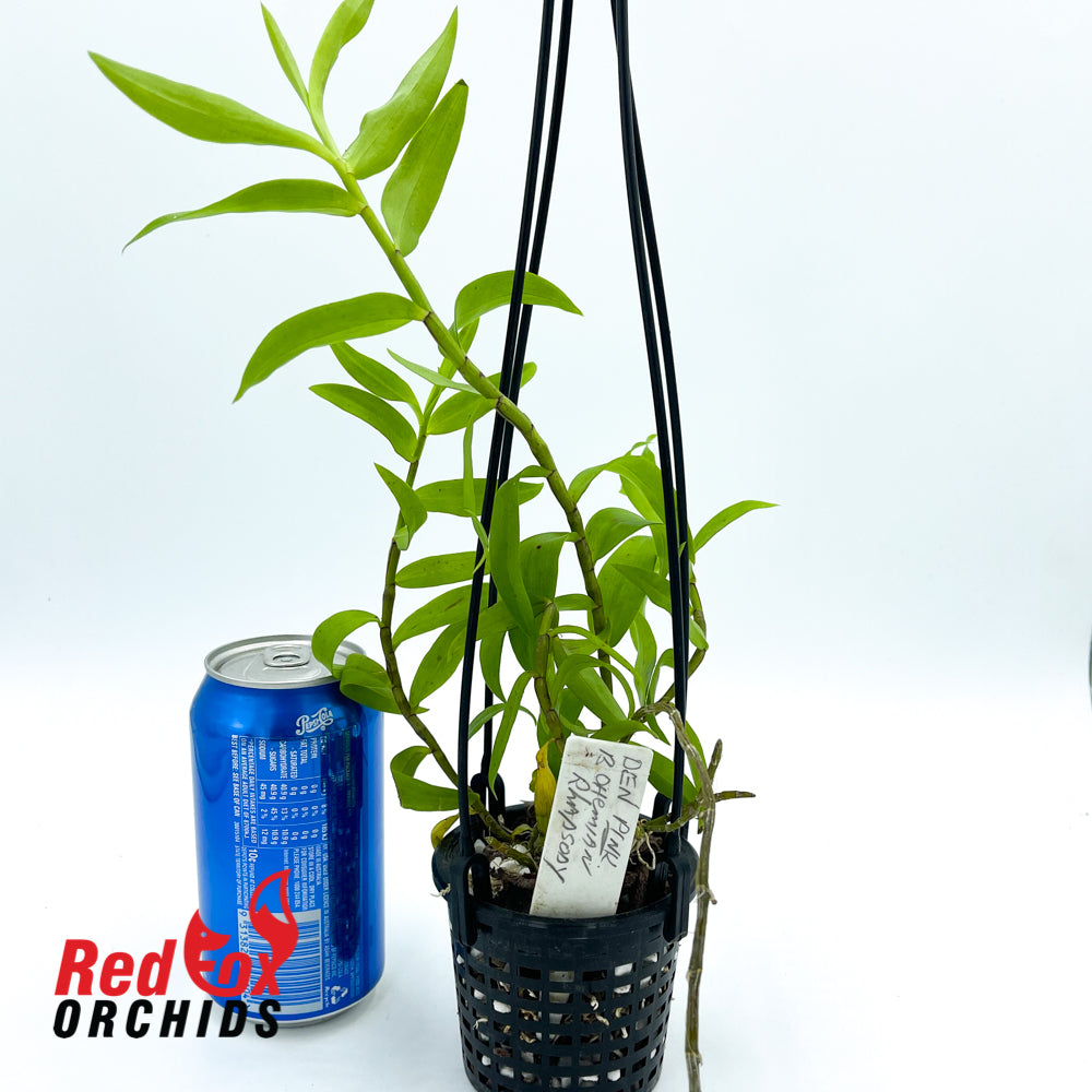 Dendrobium Bohemian Rhapsody