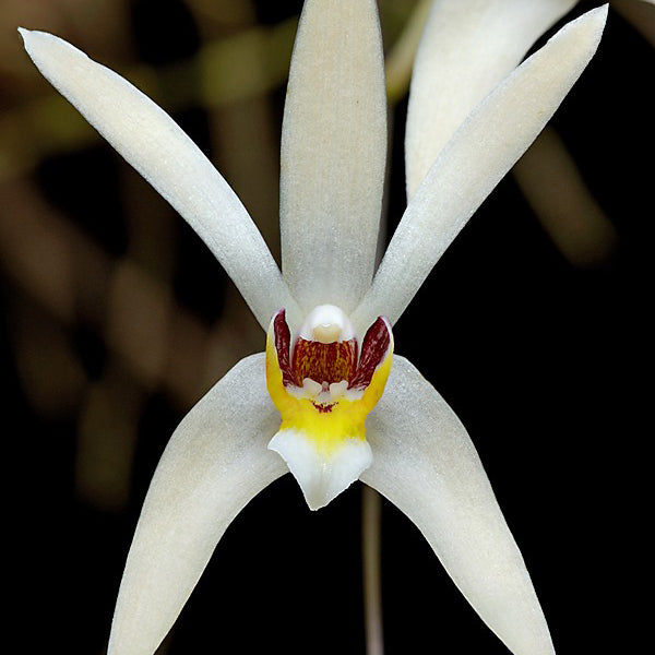 Epigeneium cymbidioides