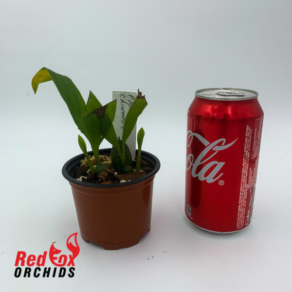 Pholidota chinenses