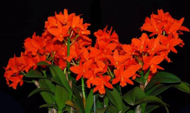 Brassolaeliocattleya Young-Min Orange 'Golden Satisfaction'