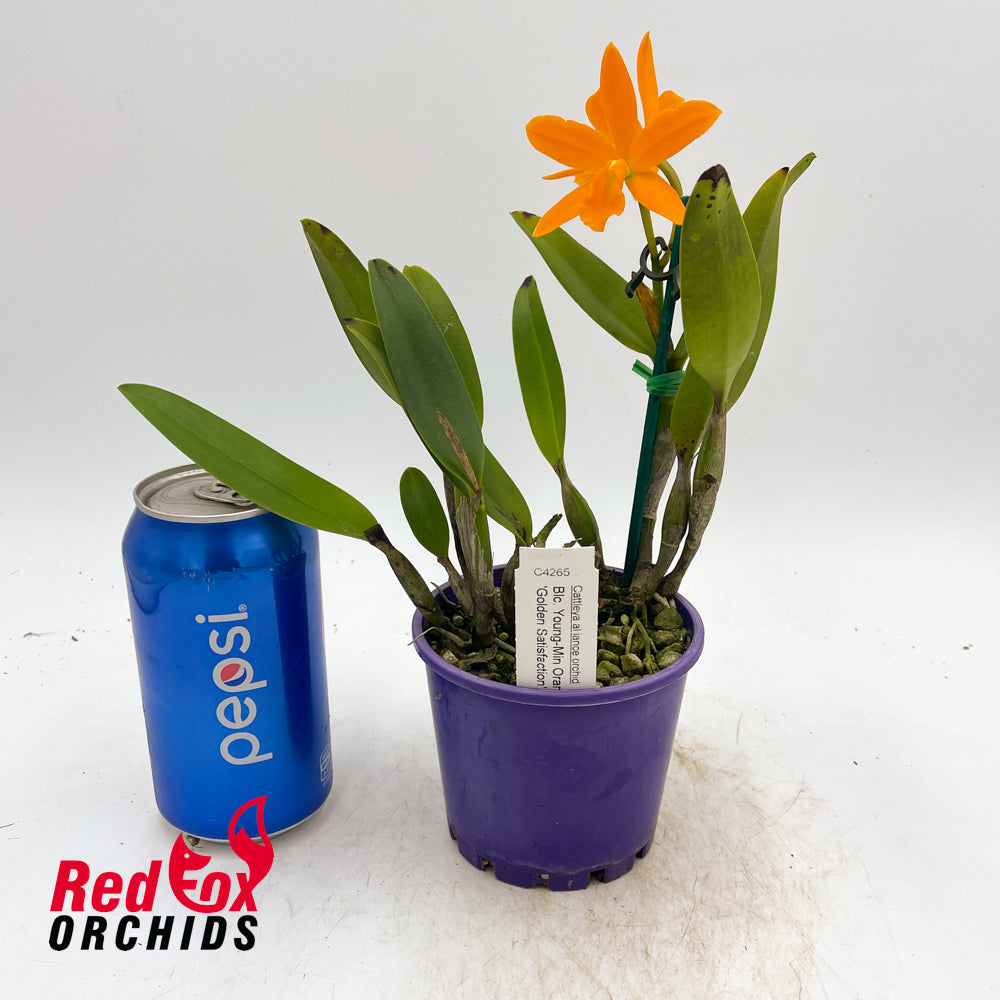 Brassolaeliocattleya Young-Min Orange 'Golden Satisfaction'