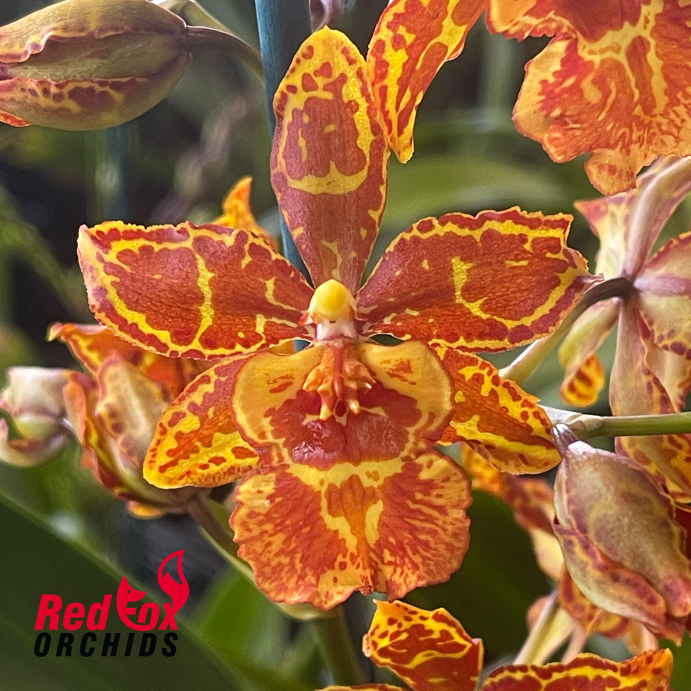 Odontocidium Golden Mirth 'Filini's Gold Dust'