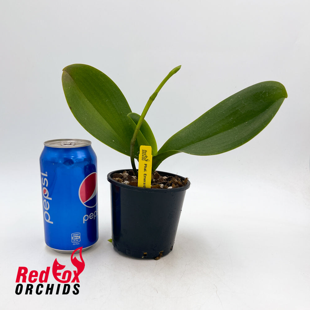 Phalaenopsis Emerald