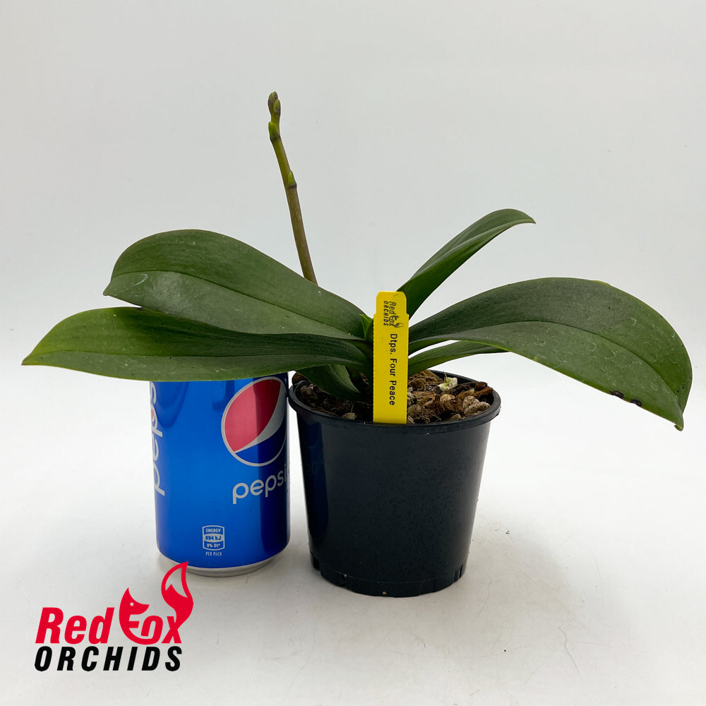 Doritaenopsis Four Peace