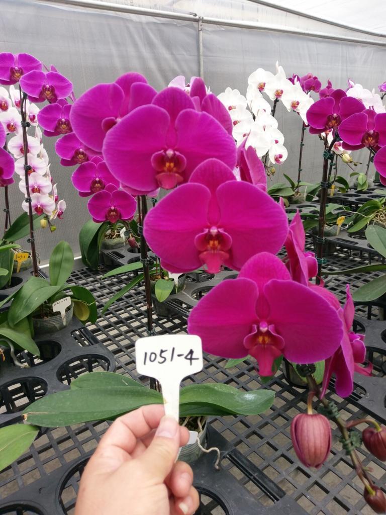 Doritaenopsis Red Rose