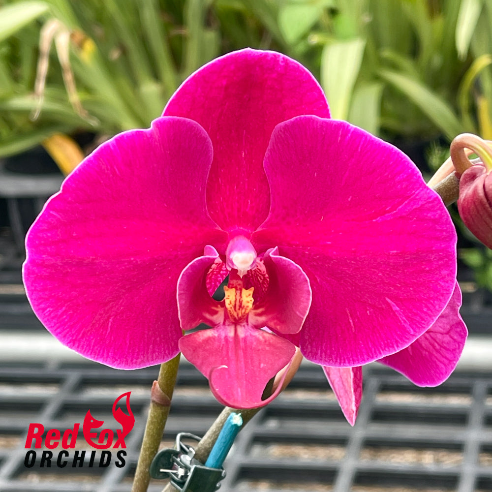 Doritaenopsis Red Rose