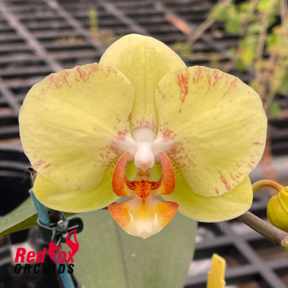 Phalaenopsis Golden Sands x Musashino