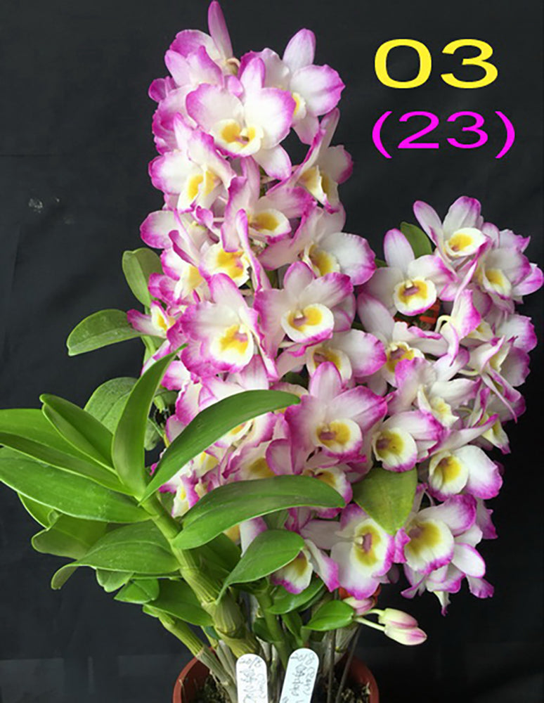Dendrobium Keiri Rose