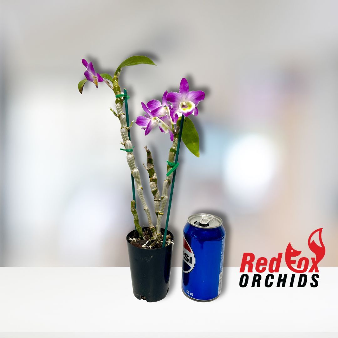 Dendrobium Eustoma