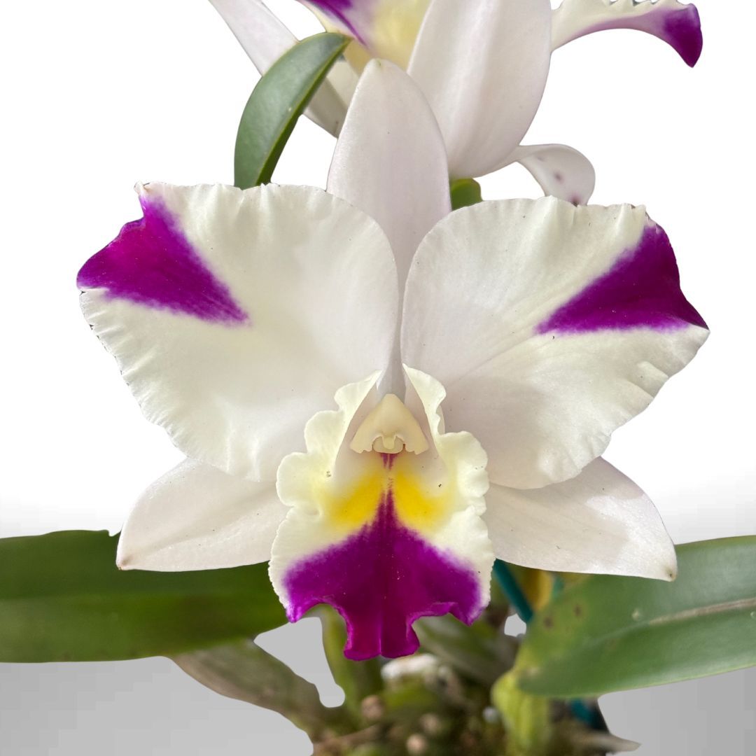 Cattleya Mari's Magic 'Red Snow'