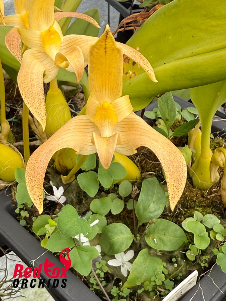 Bulbophyllum polystictum