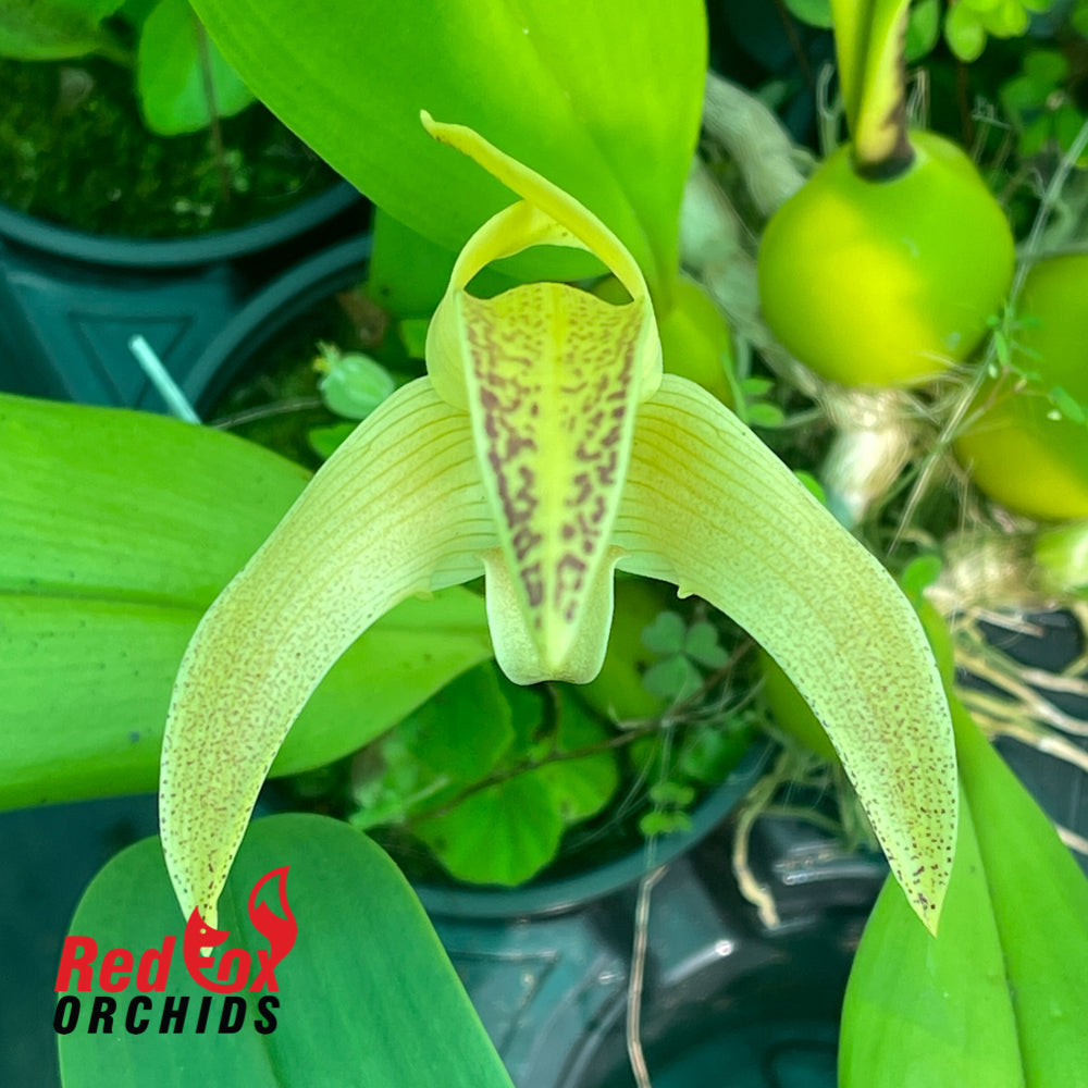 Bulbophyllum polystictum