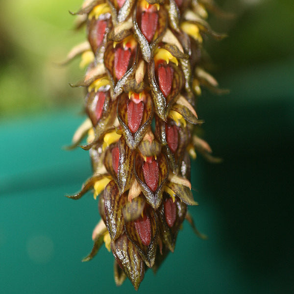 Bulbophyllum propinquum