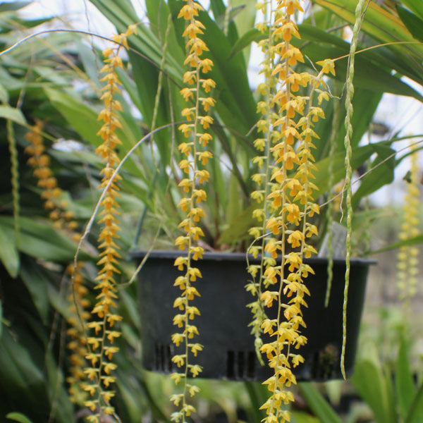 Dendrochilum cobbianum 'All Orange'