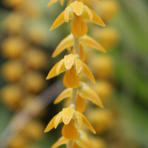 Dendrochilum cobbianum 'All Orange'