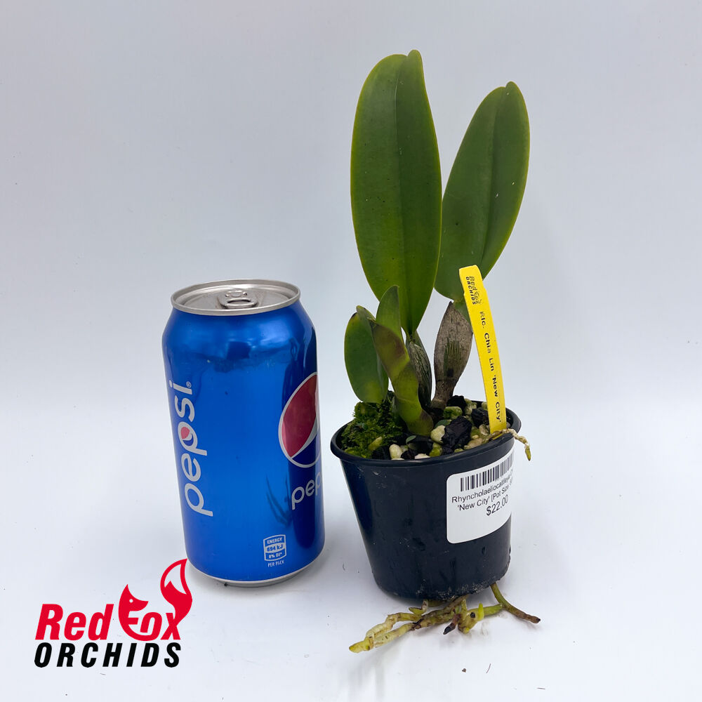 Rhyncholaeliocattleya Chia Lin 'New City'